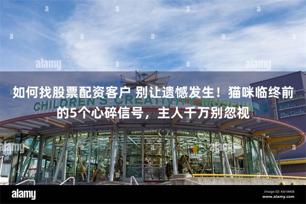 如何找股票配资客户 别让遗憾发生！猫咪临终前的5个心碎信号，主人千万别忽视